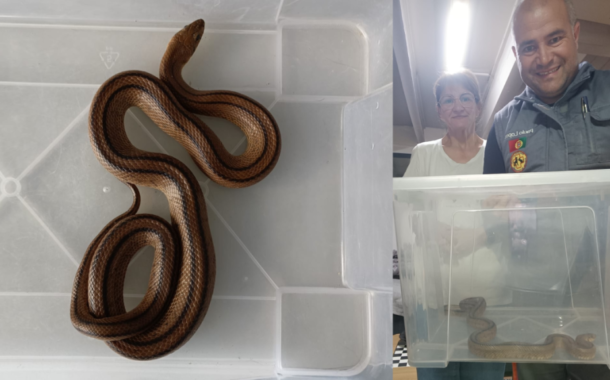 Cobra com 1.30m encontrada no interior de casa em Famalicão