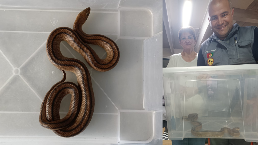 Cobra com 1.30m encontrada no interior de casa em Famalicão