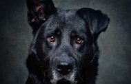 CIM Alto Minho promove adopção de cães abandonados