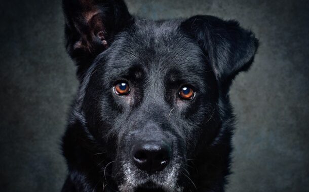 CIM Alto Minho promove adopção de cães abandonados