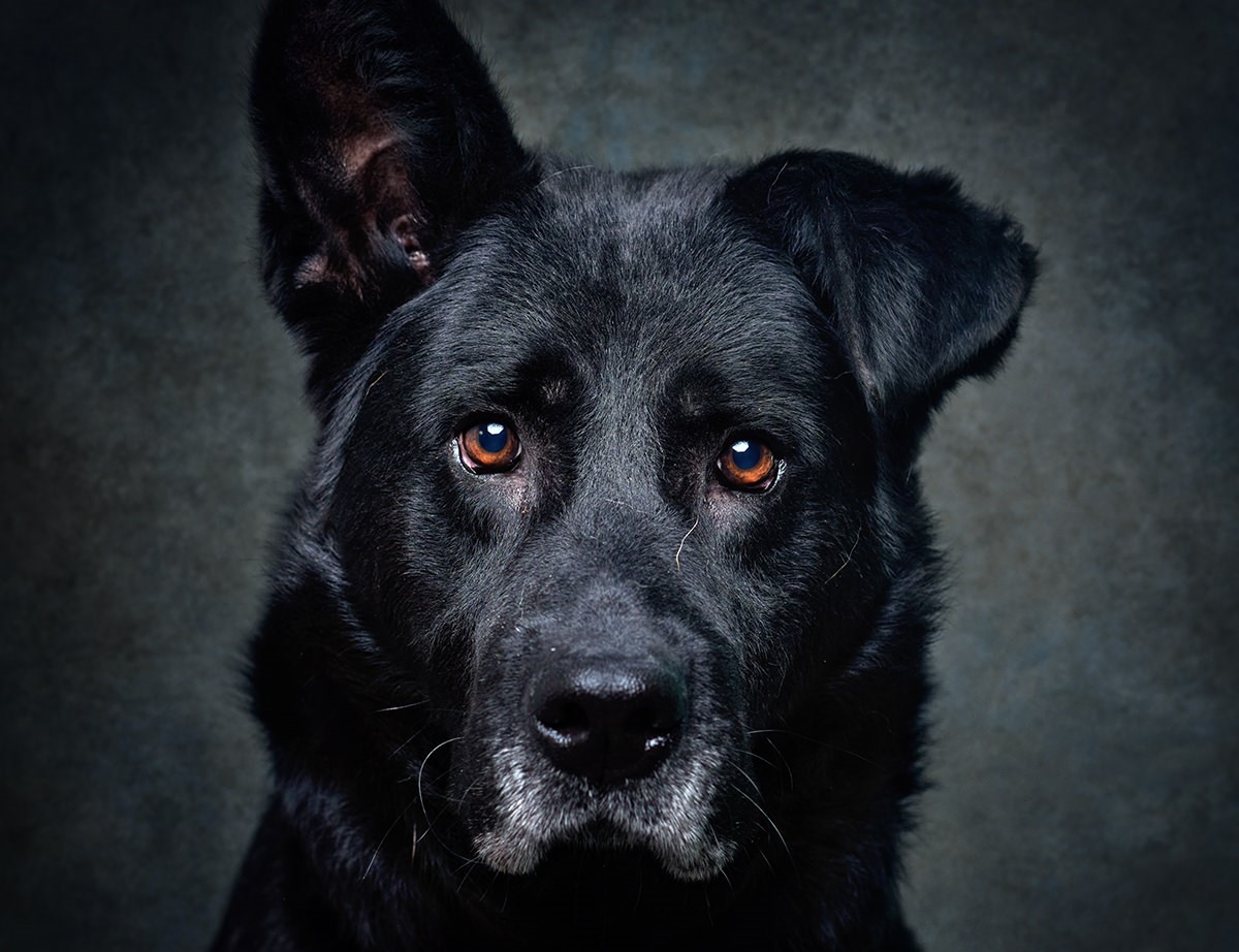 CIM Alto Minho promove adopção de cães abandonados