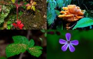 Nova Arcada tem patente exposição de fotografia ‘Serra do Gerês’