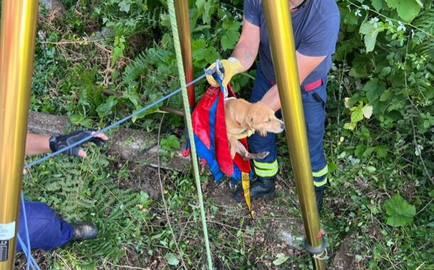 Bombeiros resgatam com vida cachorro que caiu a um poço em Arcos de Valdevez