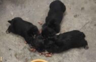 Bombeiros de Parede de Coura adoptam três cachorros abandonados