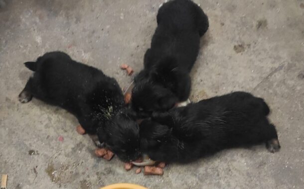 Bombeiros de Parede de Coura adoptam três cachorros abandonados