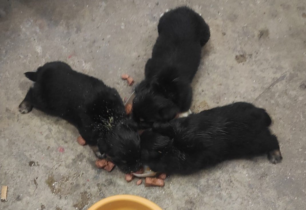 Bombeiros de Parede de Coura adoptam três cachorros abandonados