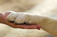 PAN Braga quer mais investimento no bem-estar animal