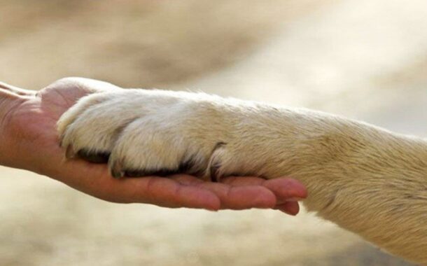 PAN Braga quer mais investimento no bem-estar animal