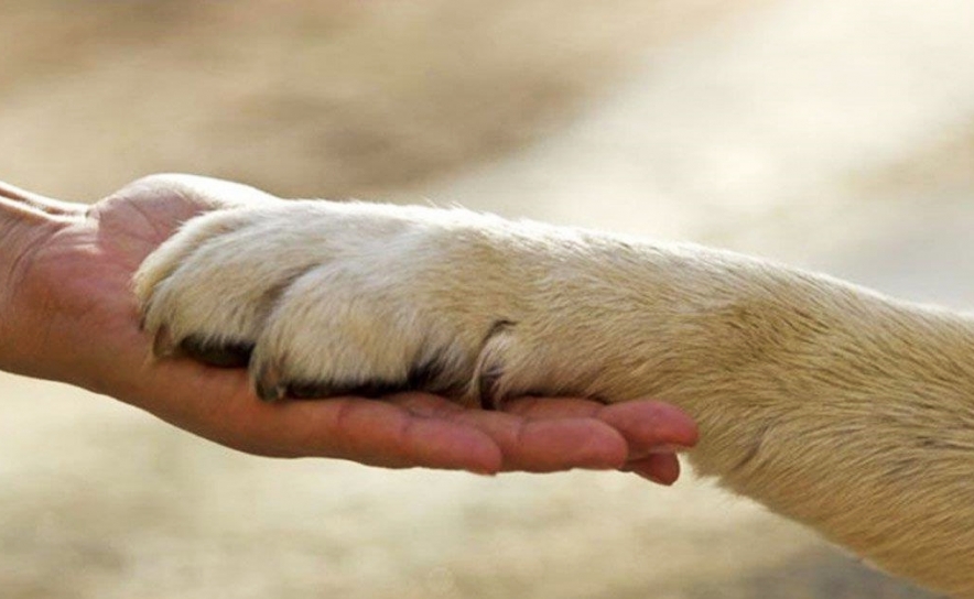 PAN Braga quer mais investimento no bem-estar animal
