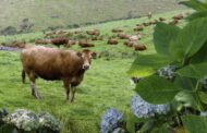 Catorze explorações em Portugal afectas por nova doença animal
