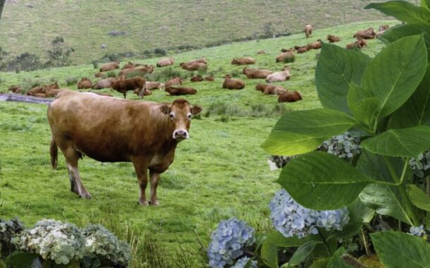 Catorze explorações em Portugal afectas por nova doença animal