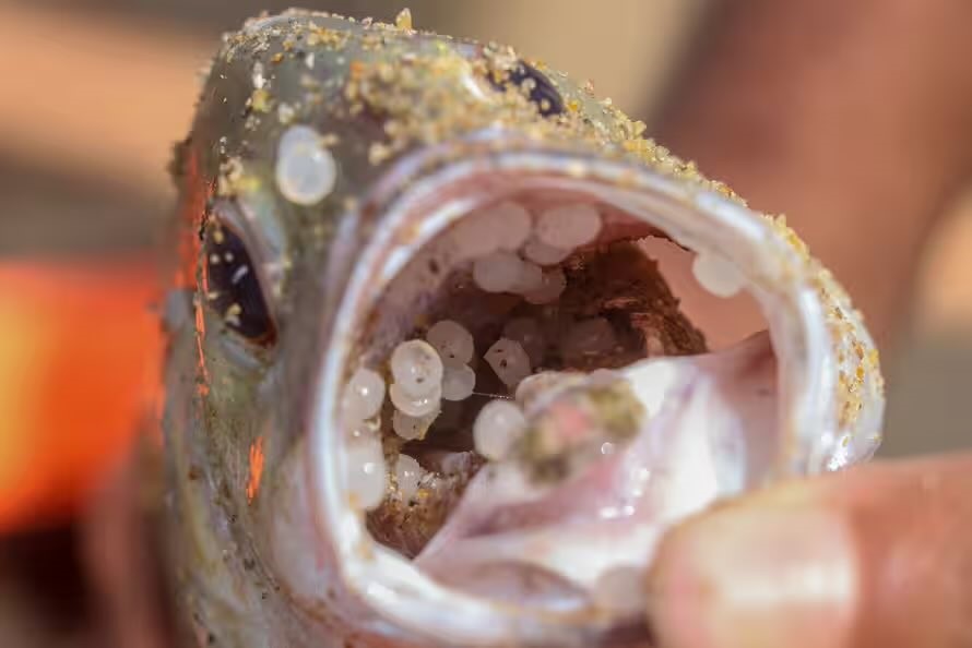 Bolinhas de plástico já chegaram a Caminha e Viana e matam peixes na Galiza