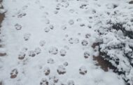 Fotógrafo surpreendido por pegadas de lobo no primeiro nevão do ano no Gerês