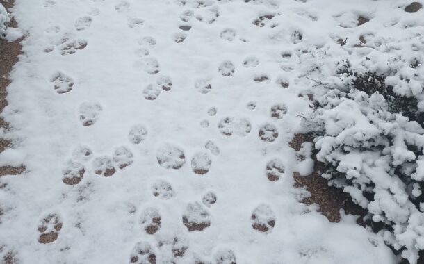 Fotógrafo surpreendido por pegadas de lobo no primeiro nevão do ano no Gerês
