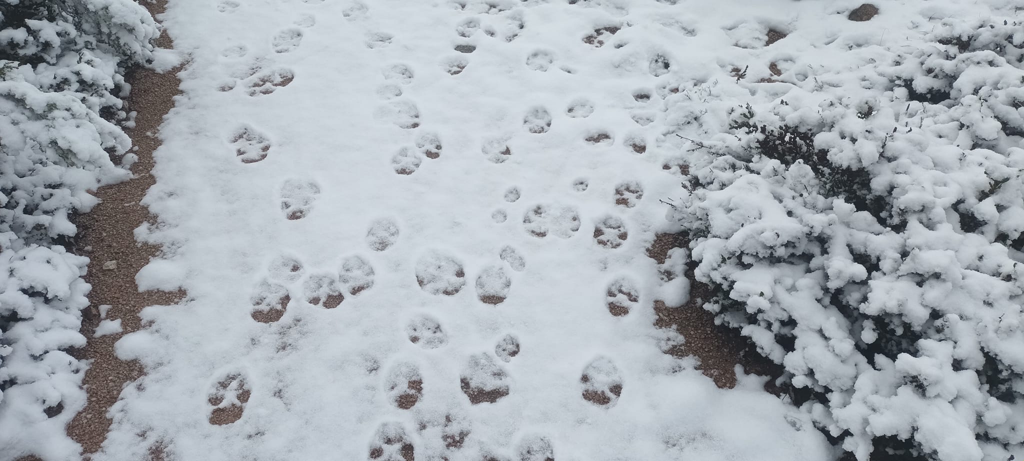 Fotógrafo surpreendido por pegadas de lobo no primeiro nevão do ano no Gerês