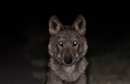 Loba posa para foto de fotógrafo