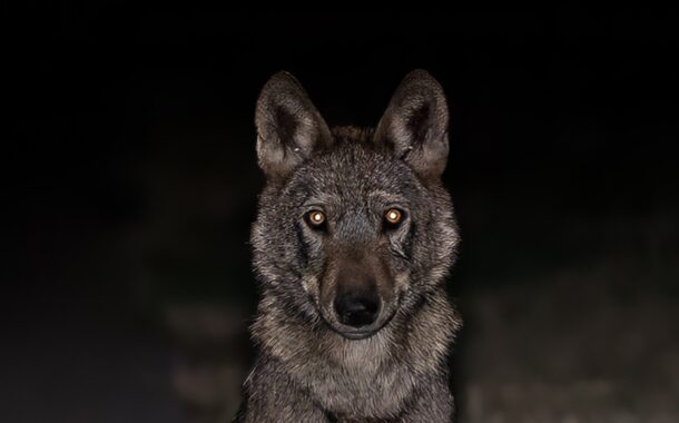 Loba posa para foto de fotógrafo