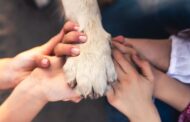 Quinta Pedagógica de Braga acolhe a ‘Doutora Patinhas’, projecto de terapia por cães