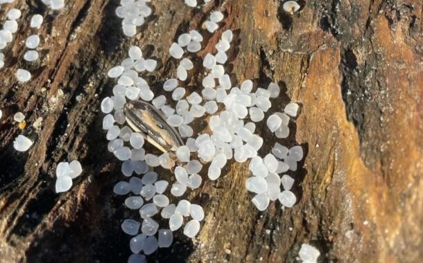 Removidas 400 partículas de plástico de praias entre Caminha e Aveiro
