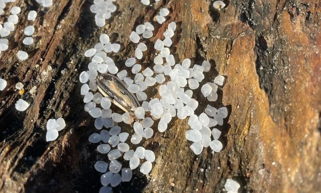 Removidas 400 partículas de plástico de praias entre Caminha e Aveiro