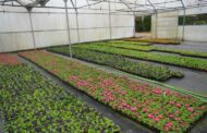 Horto Municipal de Braga produziu 725 mil plantas de época em 2023