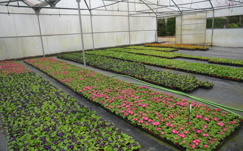 Horto Municipal de Braga produziu 725 mil plantas de época em 2023