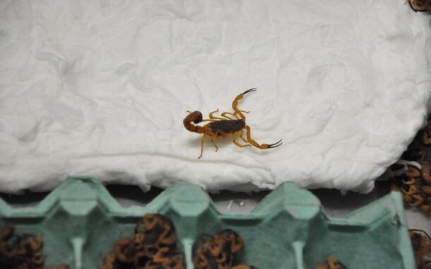 São Paulo regista recorde de ataques de escorpiões