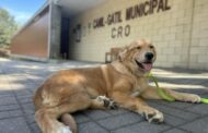 Guimarães aprova investimento de 1,6 milhões de euros na ampliação de canil