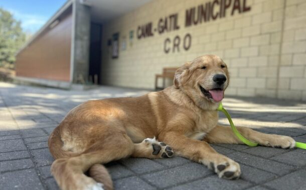 Guimarães aprova investimento de 1,6 milhões de euros na ampliação de canil