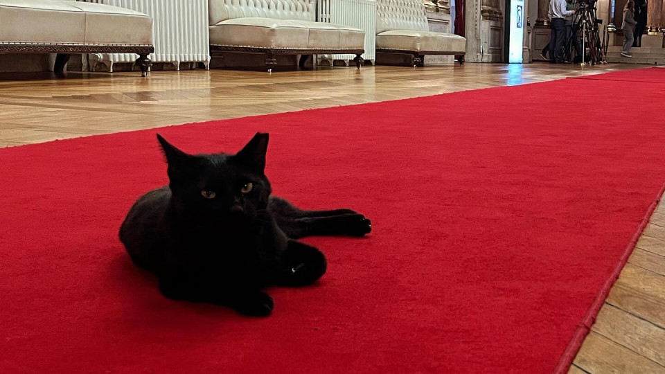 Morreu Miau Maria, o “relações públicas mais fofinho e completo” da AR