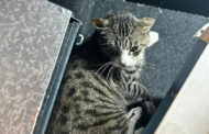Gato “gravemente ferido” socorrido por dois militares da GNR na A2