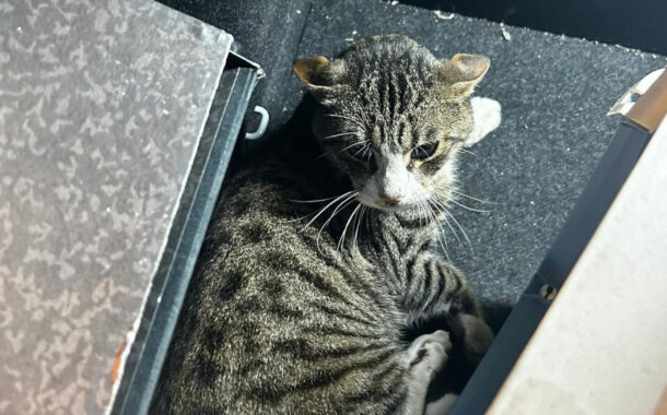 Gato “gravemente ferido” socorrido por dois militares da GNR na A2