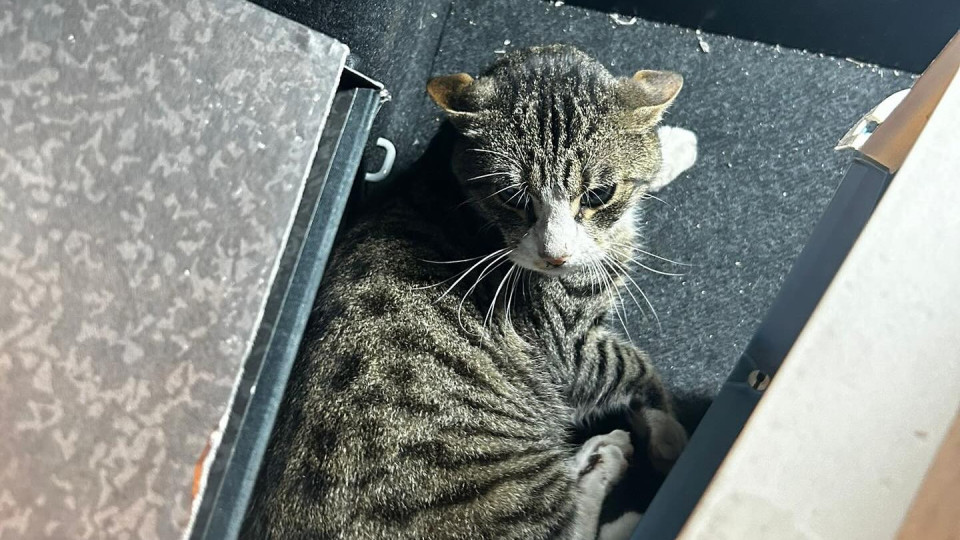 Gato “gravemente ferido” socorrido por dois militares da GNR na A2