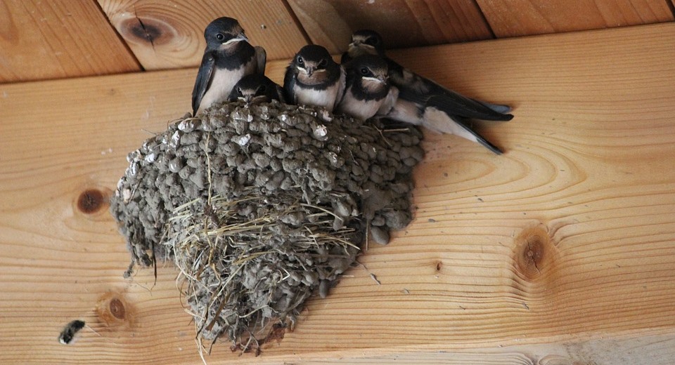 Símbolo da Primavera. Número de andorinhas em Portugal caiu 40% em 20 anos