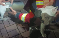 Bulldog francês preso em tubo resgatado pelos bombeiros de Chaves
