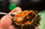 Esposende pede “acções urgentes” para salvar ouriços-do-mar, o novo caviar