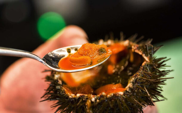 Esposende pede “acções urgentes” para salvar ouriços-do-mar, o novo caviar