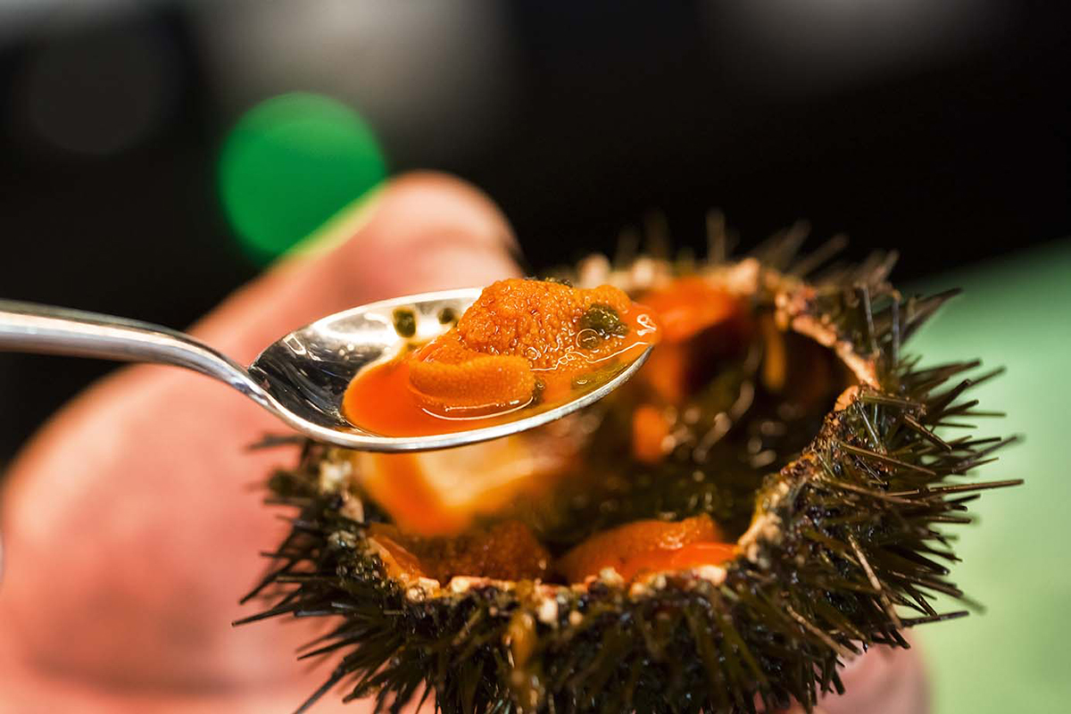 Esposende pede “acções urgentes” para salvar ouriços-do-mar, o novo caviar