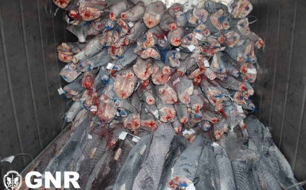 Cooperativa de Viana acusa GNR de denegrir pesca em comunicado de apreensão
