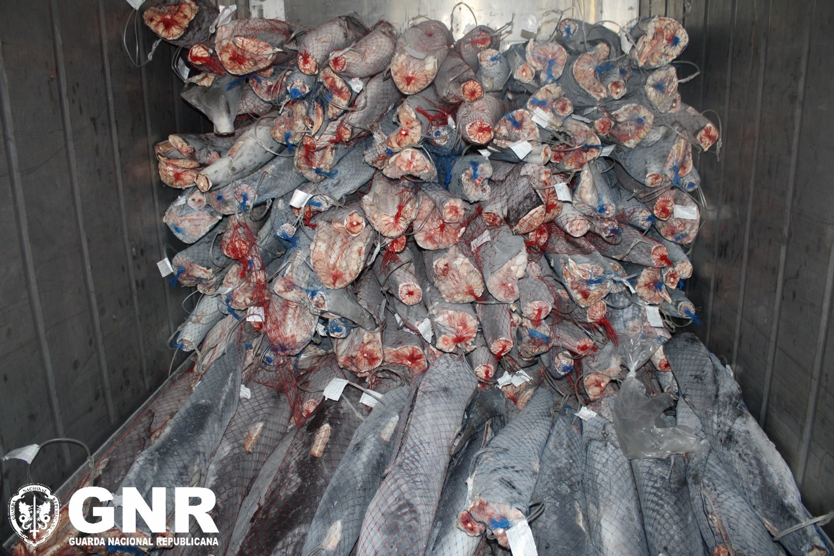 Cooperativa de Viana acusa GNR de denegrir pesca em comunicado de apreensão
