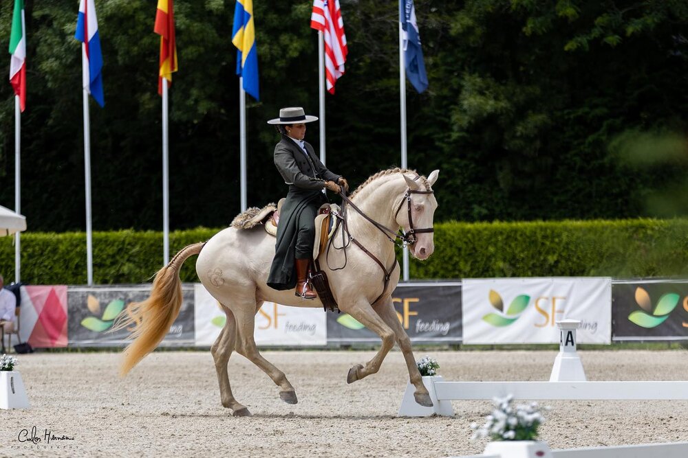 Feira do Cavalo de Ponte de Lima oferece programa variado de quinta a domingo