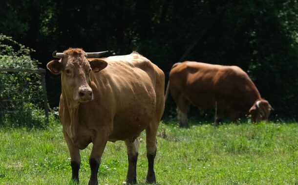 Carne Biológica de Raça Minhota’ é ingrediente do 26.º Concurso Gastronómico do Politécnico de Viana