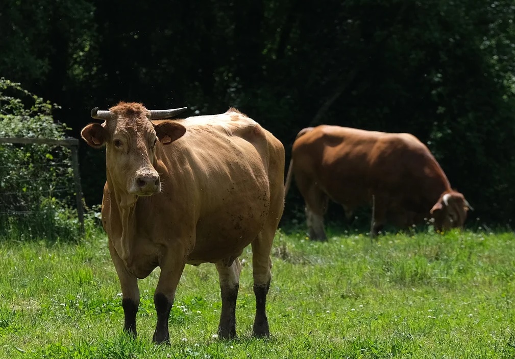 Carne Biológica de Raça Minhota’ é ingrediente do 26.º Concurso Gastronómico do Politécnico de Viana