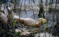 CleanUp4Guimarães alerta para plástico nos rios