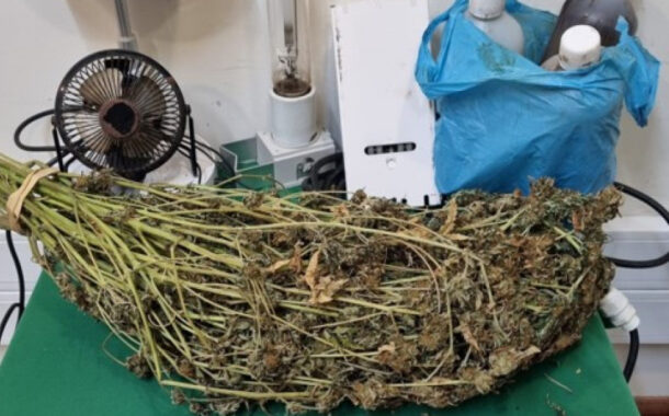 GNR de Viana detém homem com plantação de canábis em casa