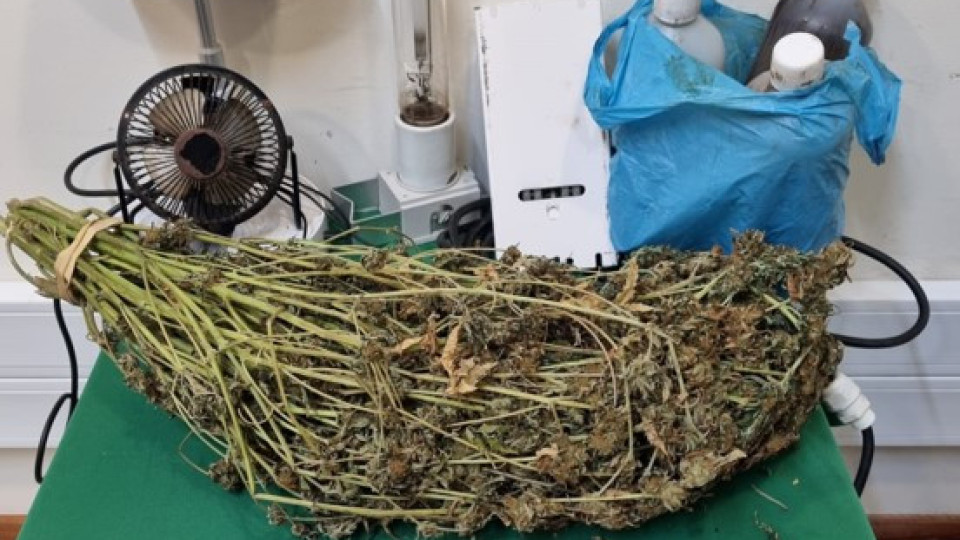 GNR de Viana detém homem com plantação de canábis em casa