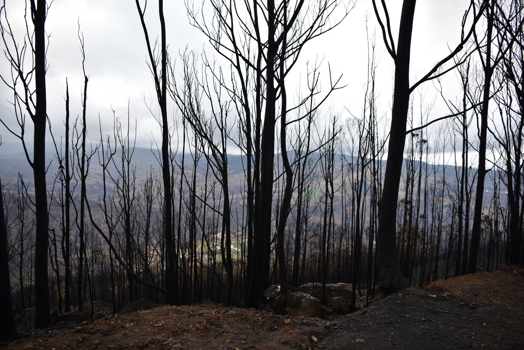 Governo aprova subsídio especial até seis mil euros para prejuízos agrícolas provocados pelos incêndios
