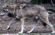 Bruxelas pede redução de protecção de lobo