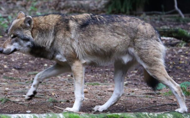 Bruxelas pede redução de protecção de lobo