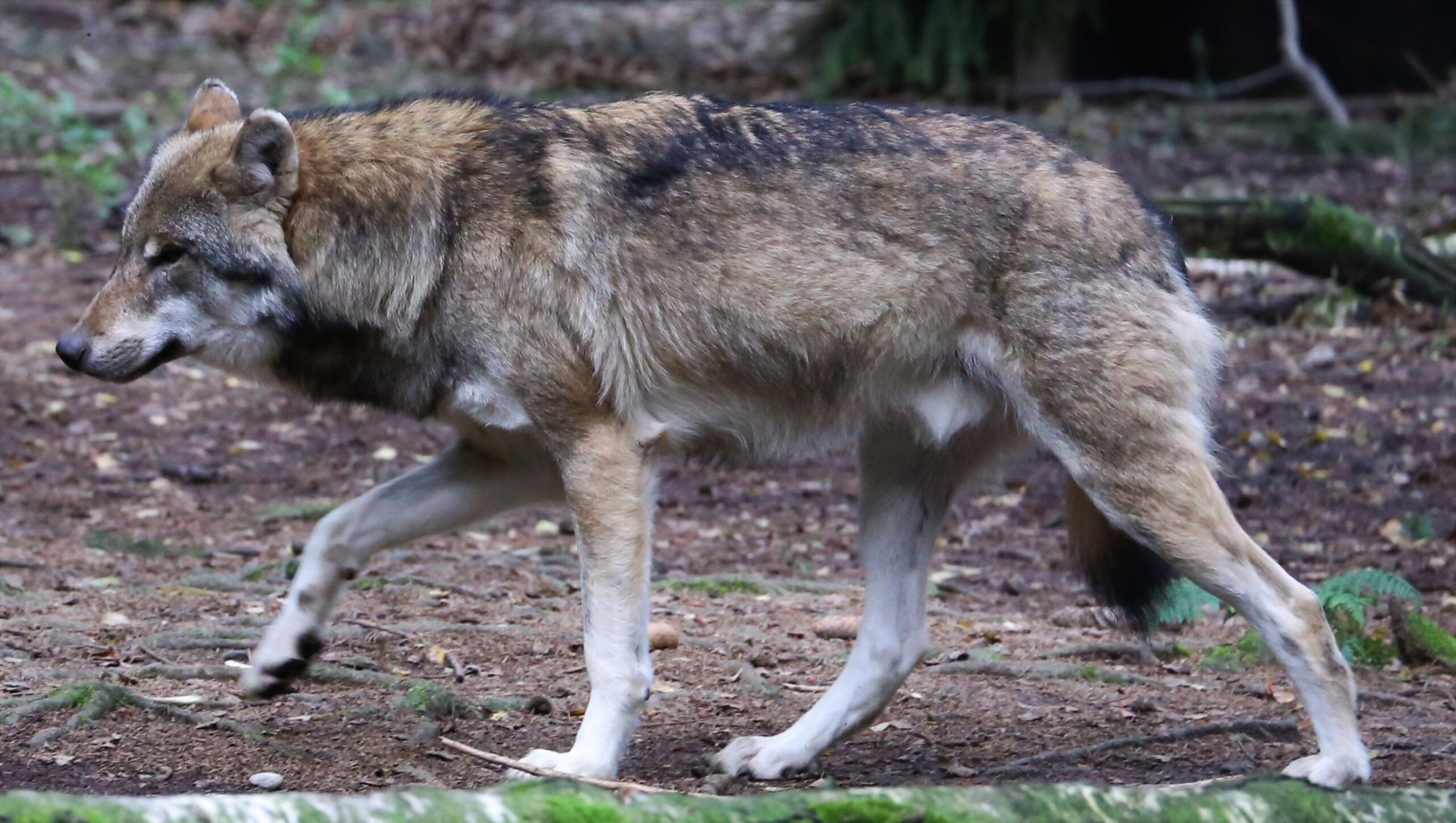 Bruxelas pede redução de protecção de lobo